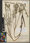 Foto von Salix repens subsp. rosmarinifolia (L.) Andersson